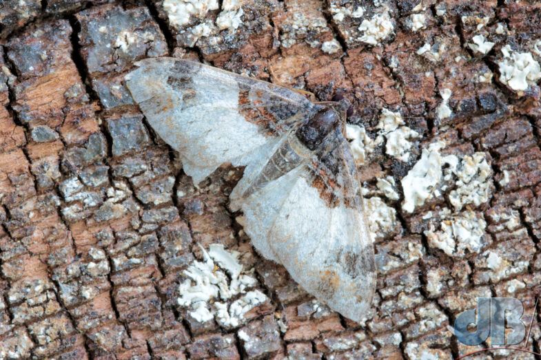 Royal Mantle (<em>Catarhoe cuculata</em>)