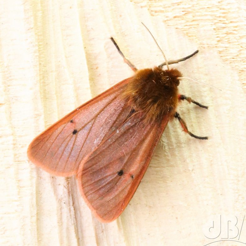 Ruby Tiger (<em>Phragmatobia fuliginosa</em>)