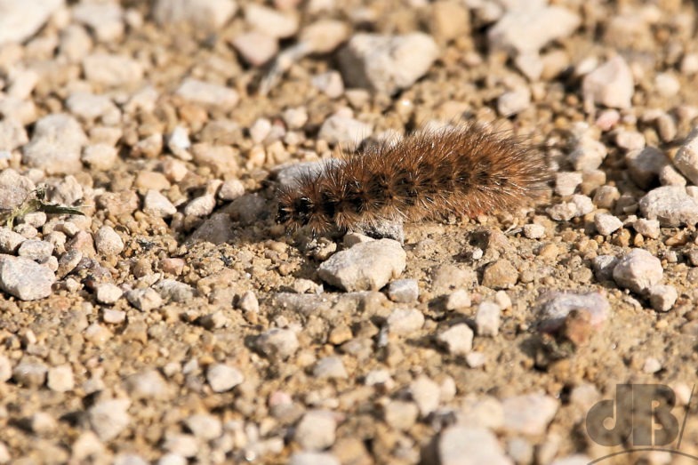 Ruby Tiger (<em>Phragmatobia fuliginosa</em>)