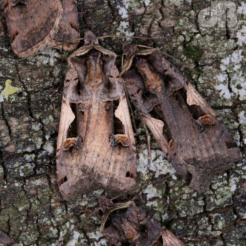 Setaceous Hebrew Character (<em>Xestia c-nigrum</em>)