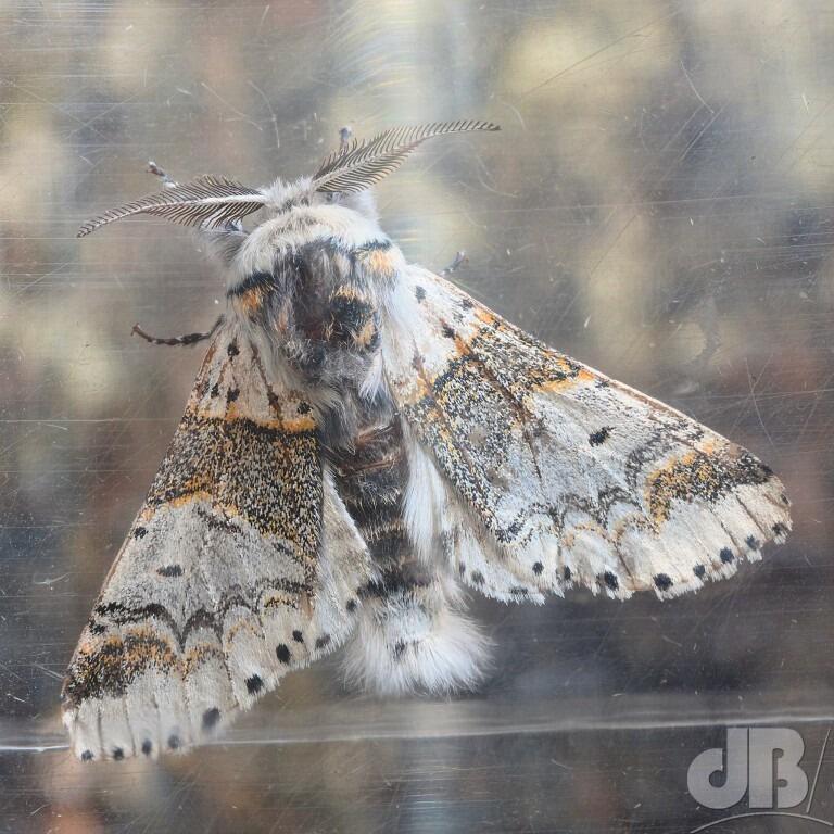 Sallow Kitten (<em>Furcula furcula</em>)
