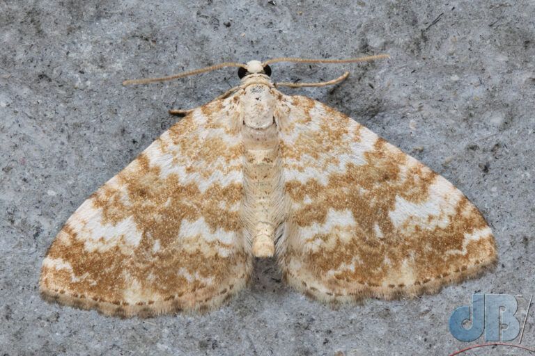 Sandy Carpet (<em>Perizoma flavofasciata</em>)