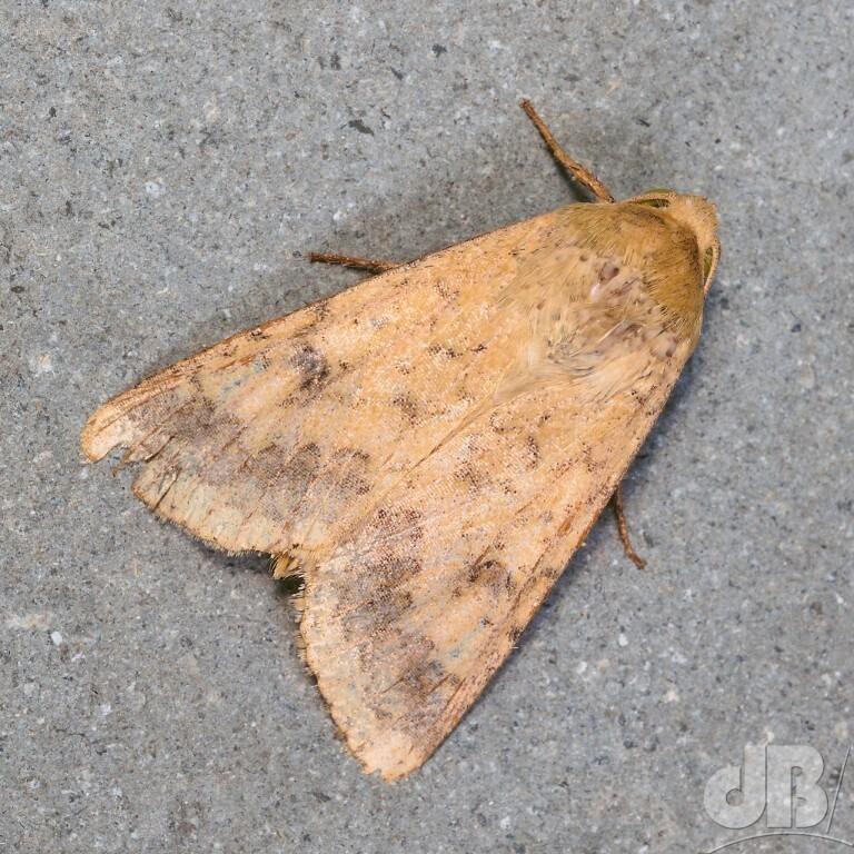 Scarce Bordered Straw (<em>Helicoverpa armigera</em>)