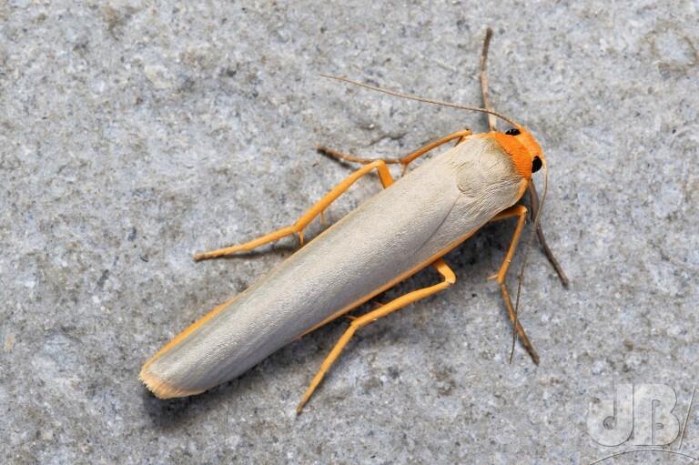 Scarce Footman (<em>Eilema complana</em>)