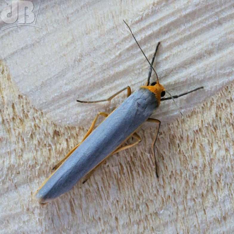 Scarce Footman (<em>Eilema complana</em>)