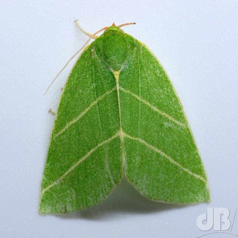 Scarce Silver-lines (<em>Bena bicolorana</em>)