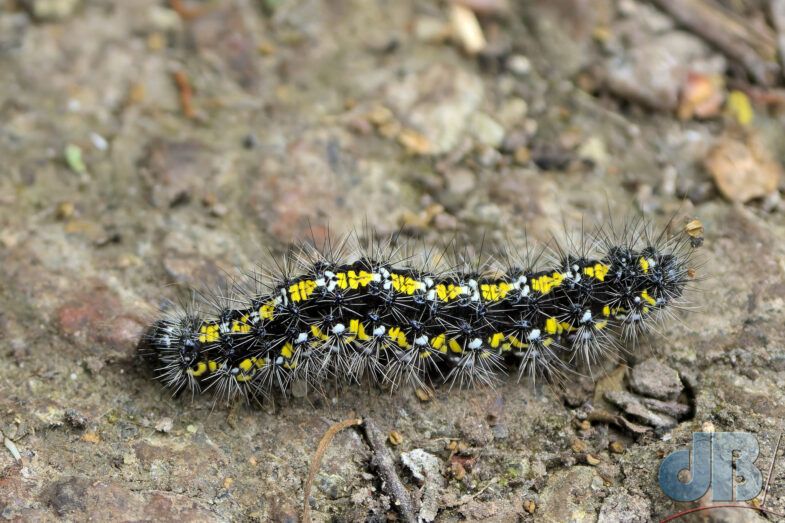 Scarlet Tiger larva (<em>Callimorpha dominula</em>)