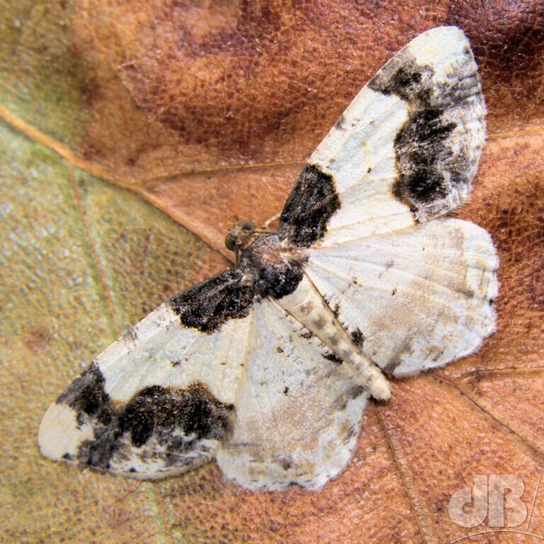 Scorched Carpet (<em>Ligdia adustata</em>)