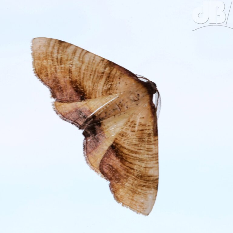 Scorched Wing	(<em>Plagodis dolabraria</em>)