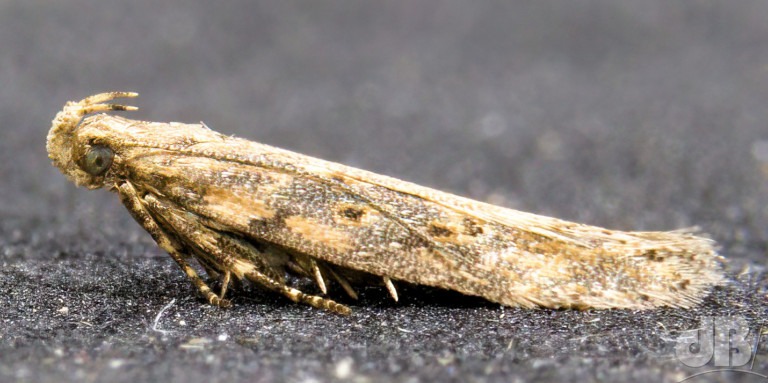 Beet Moth (<em>Scrobipalpa ocellatella</em>)