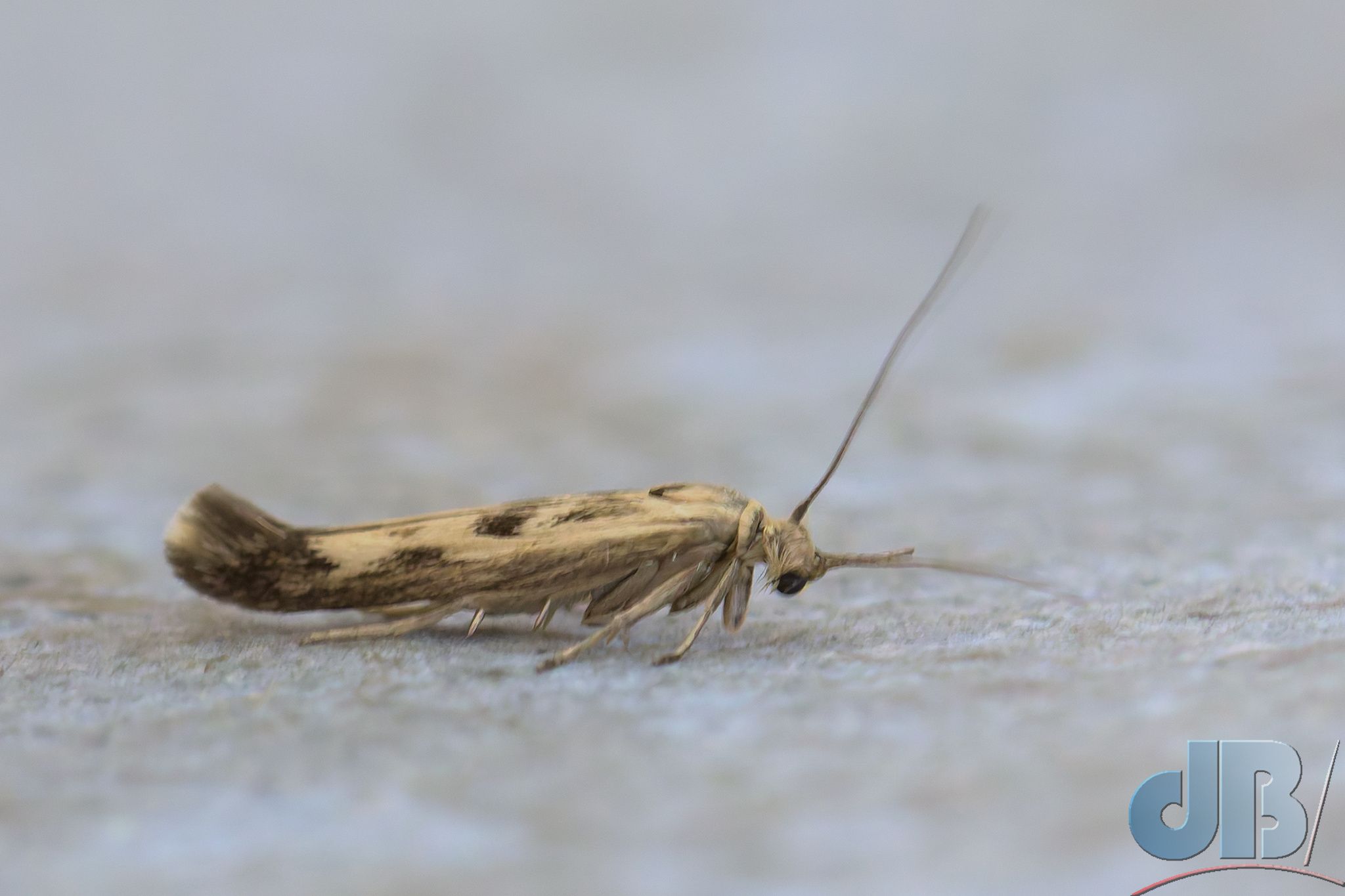 Goosefoot Runner (<em>Scythris limbella</em>)