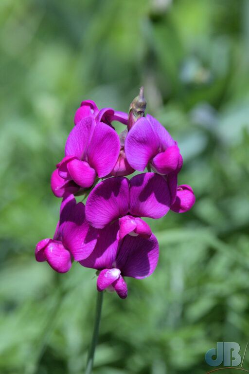 Sea Pea