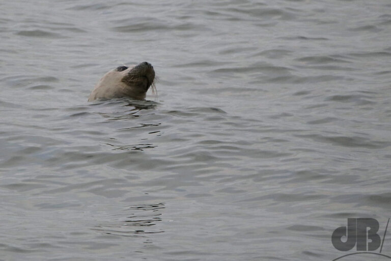 Grey seal (<em>Halichoerus grypus</em>)