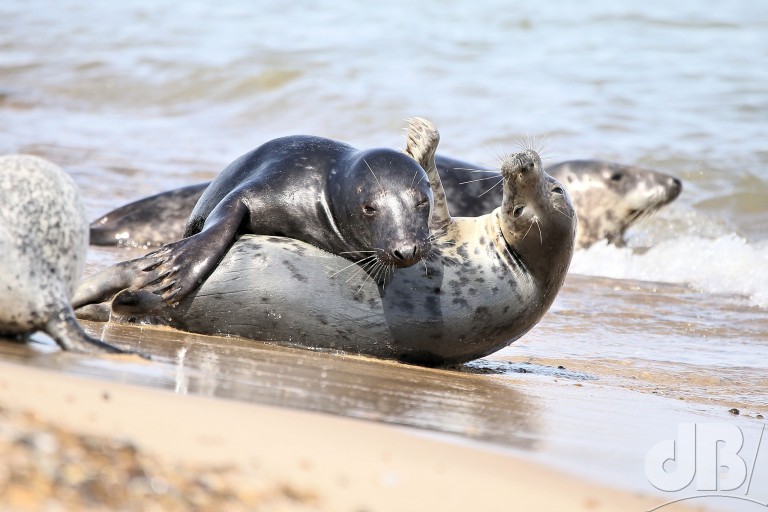 Grey seal (<em>Halichoerus grypus</em>