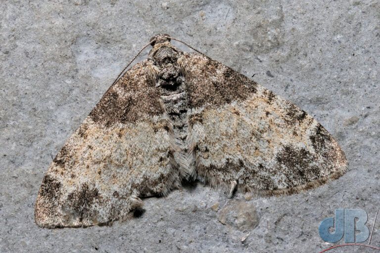 The Seraphim (<em>Lobophora halterata</em>)