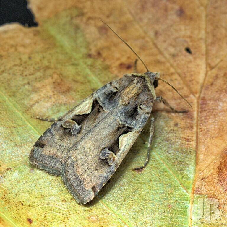 Setaceous Hebrew Character (<em>Xestia c-nigrum</em>)