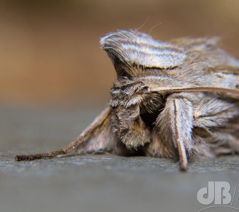 The Shark (<em>Cucullia umbratica</em>)