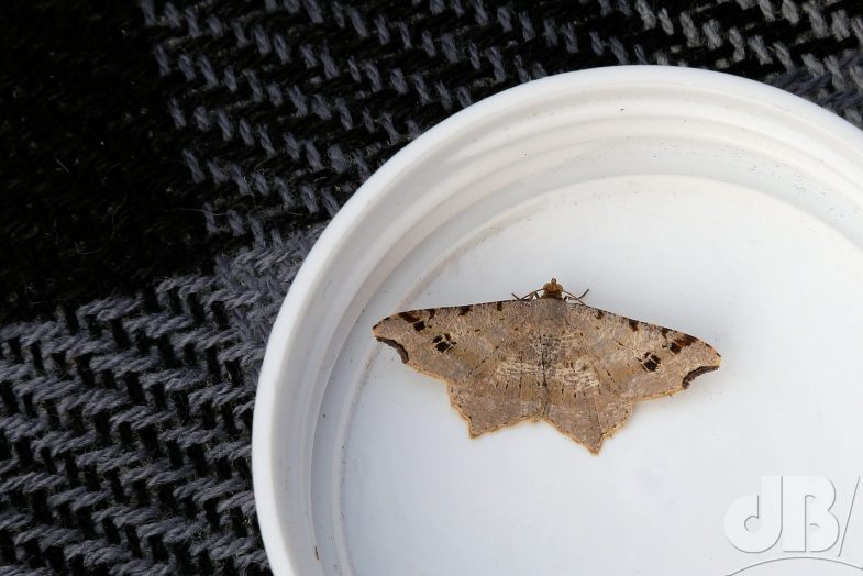 Sharp-angled Peacock (<em>Macaria alternata</em>)