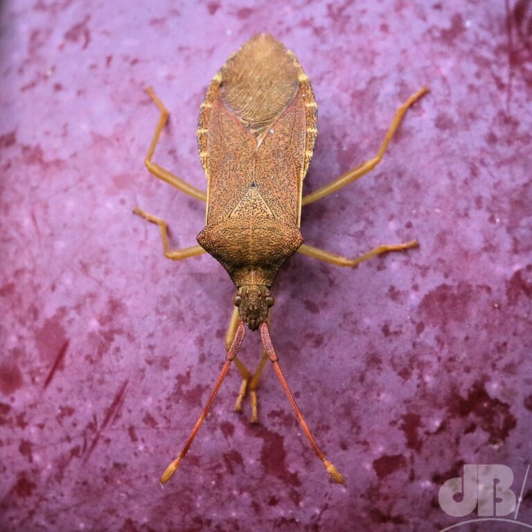 Box Bug (<em>Gonocerus acuteangulatus</em>)