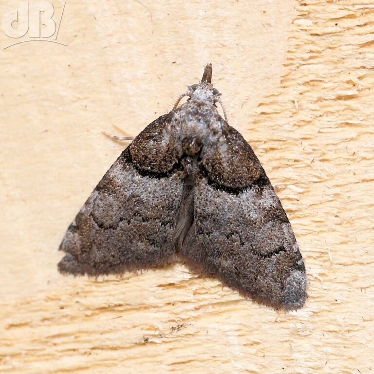 Short-cloaked Moth (<em>Nola cucullatella</em>)