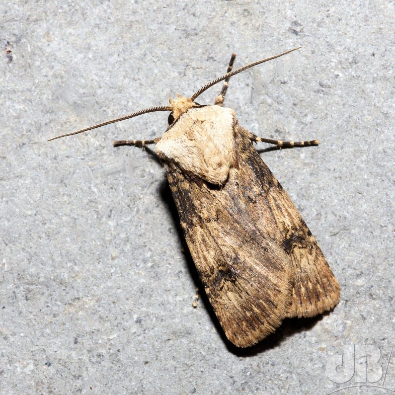 Shuttle-shaped Dart (<em>Agrotis puta</em>)
