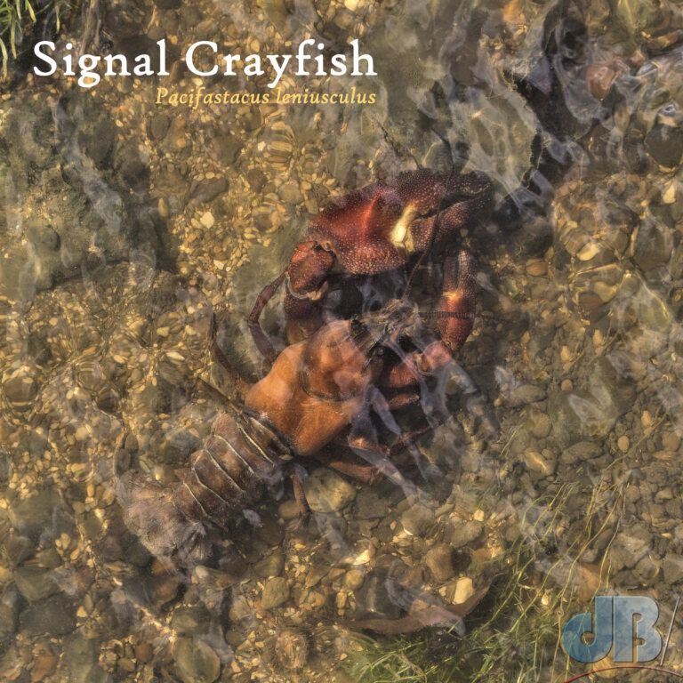 Signal Crayfish (<em>Pacifastacus leniusculus</em>)