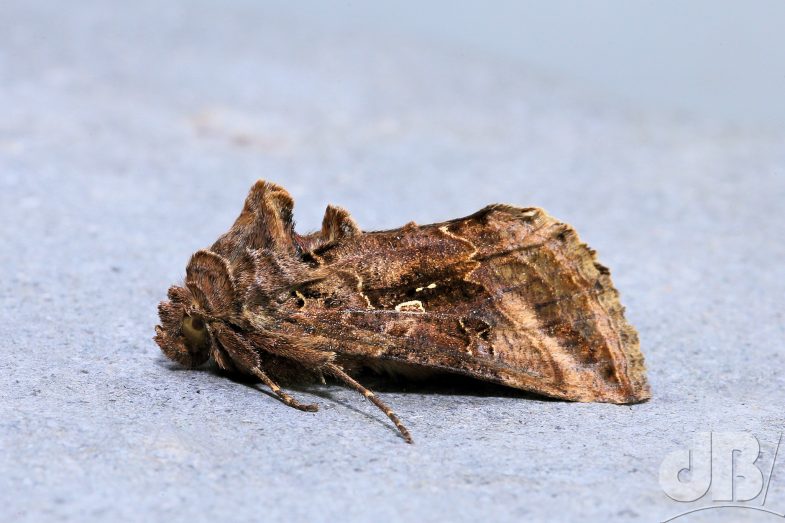 Silver Y (<em>Autographa gamma</em>)