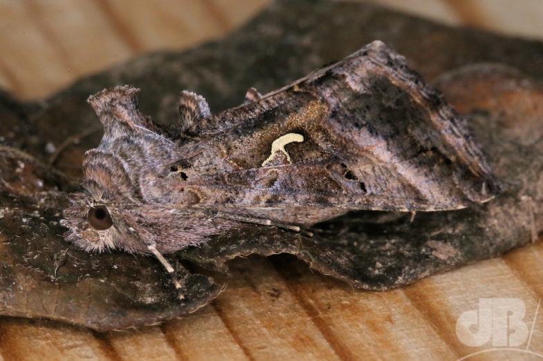Silver Y (<em>Autographa gamma</em>)