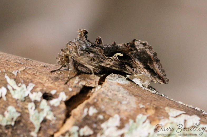 Silver Y (<em>Autographa gamma</em>)