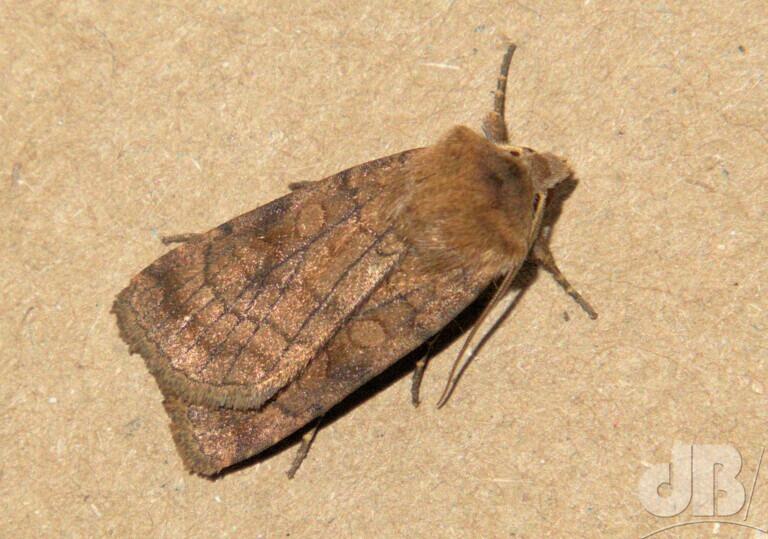 Six-striped Rustic (<em>Xestia sexstrigata</em>)