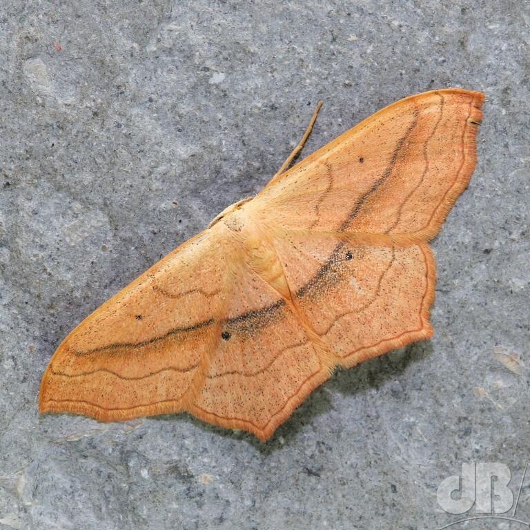 Small Blood-vein (<em>Scopula imitaria</em>)