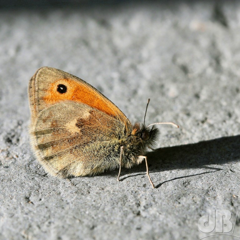 Small Heath butterfly (<em>Coenonympha pamphilus</em>)