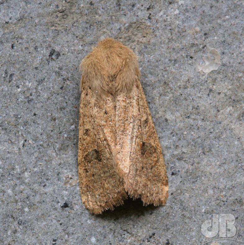 Small Quaker (<em>Orthosia cruda</em>)