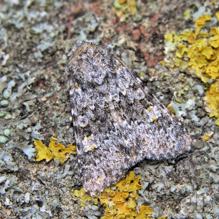 Small Ranunculus (<em>Hecatera dysodea</em>)