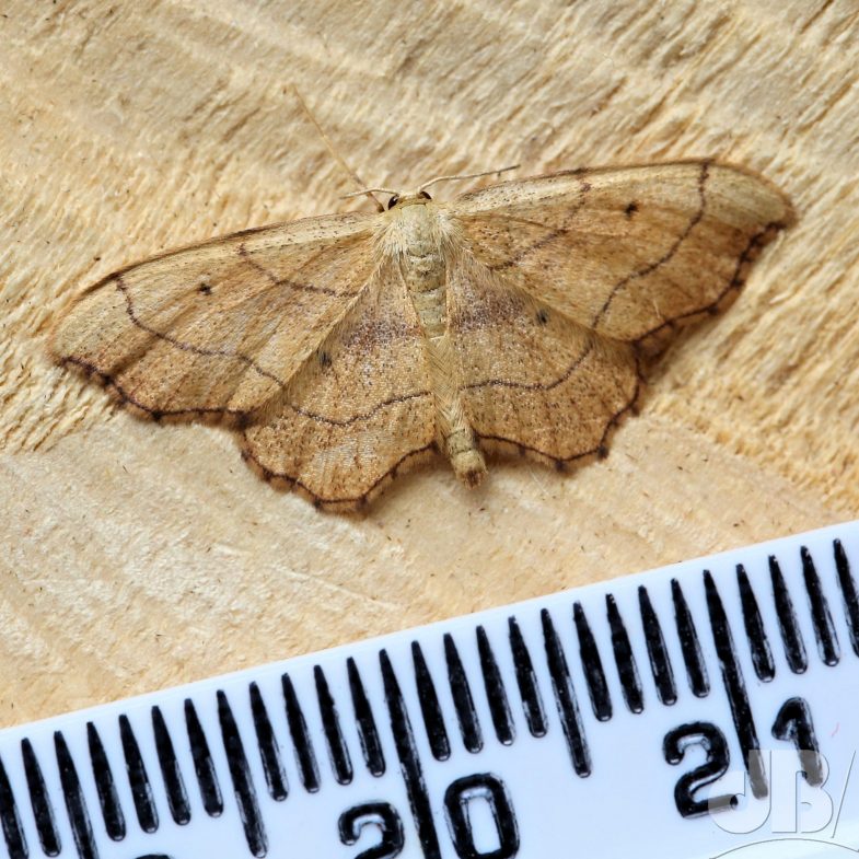Small Scallop (<em>Idaea emarginata</em>)
