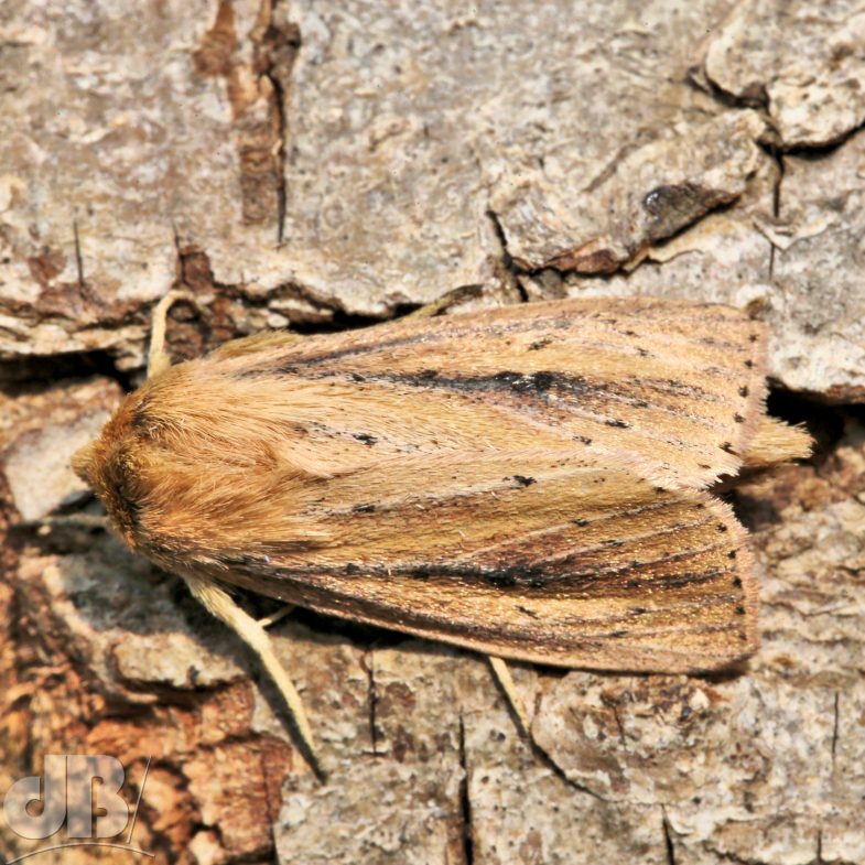 Bulrush Wainscot (<em>Nonagria typhae</em>)