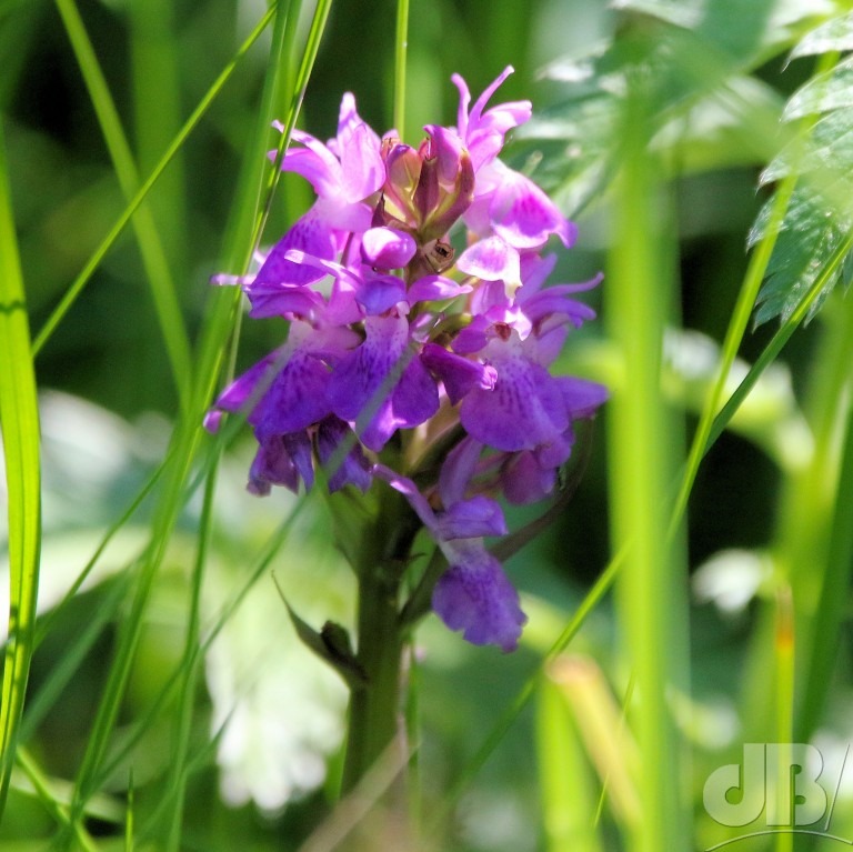 Early Purple Orchid (<em>Orchis mascula</em>)