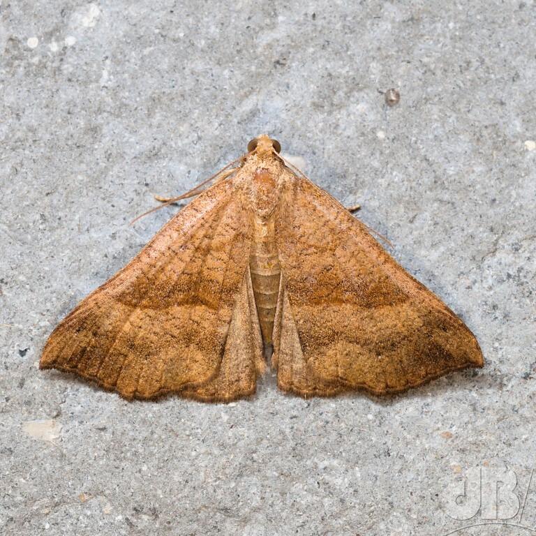 The Snout (<em>Hypena proboscidalis</em>)