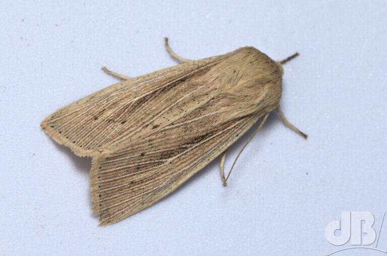 Southern Wainscot (<em>Mythimna straminea</em>)