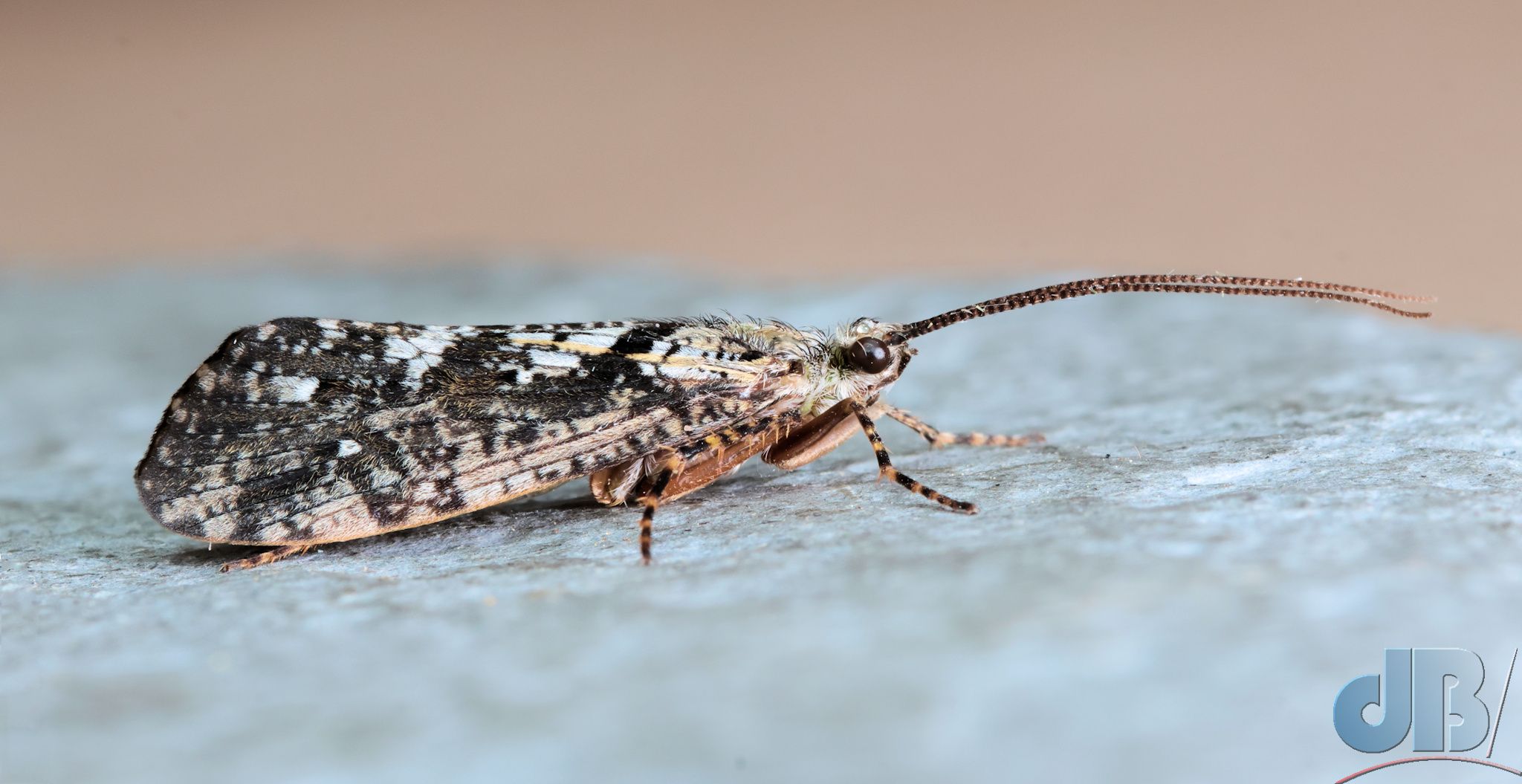 Speckled Peter (<em>Agrypnia varia</em>)