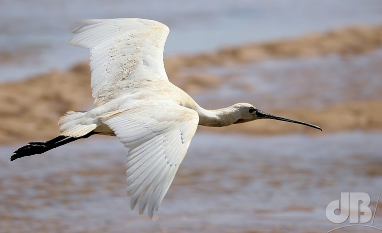 Spoonbill in flight, Wells-next-Sea, Norfolk