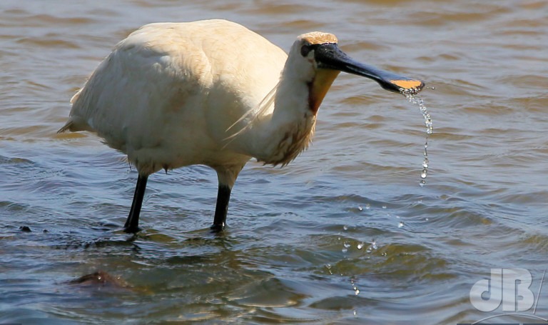 Spoonbill at Wells-next-the-Sea, Norfolk