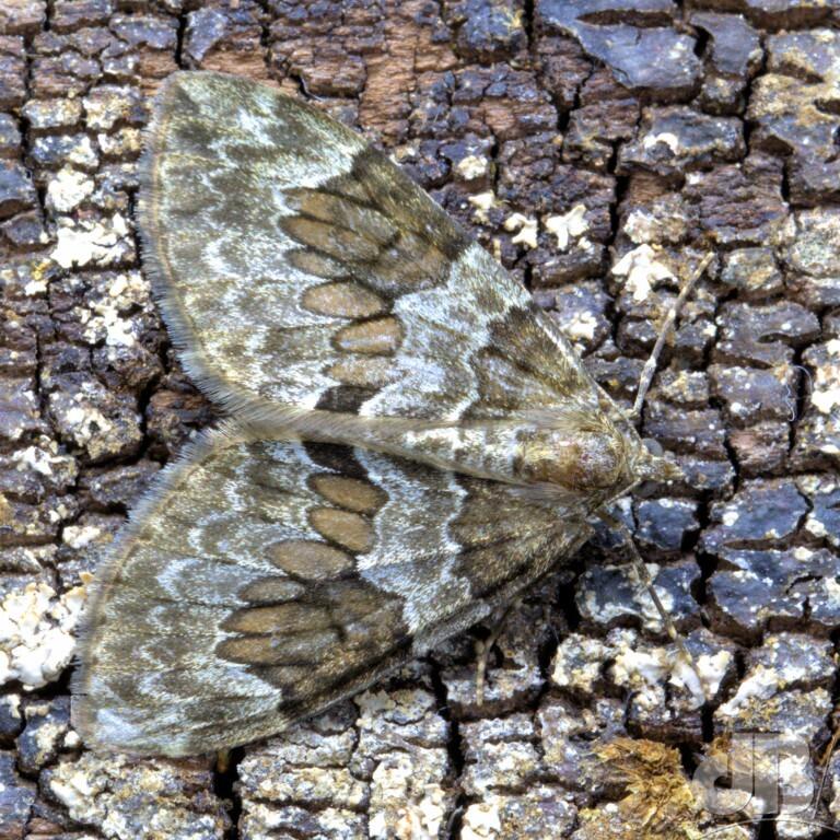 Spruce Carpet (<em>Thera britannica</em>)