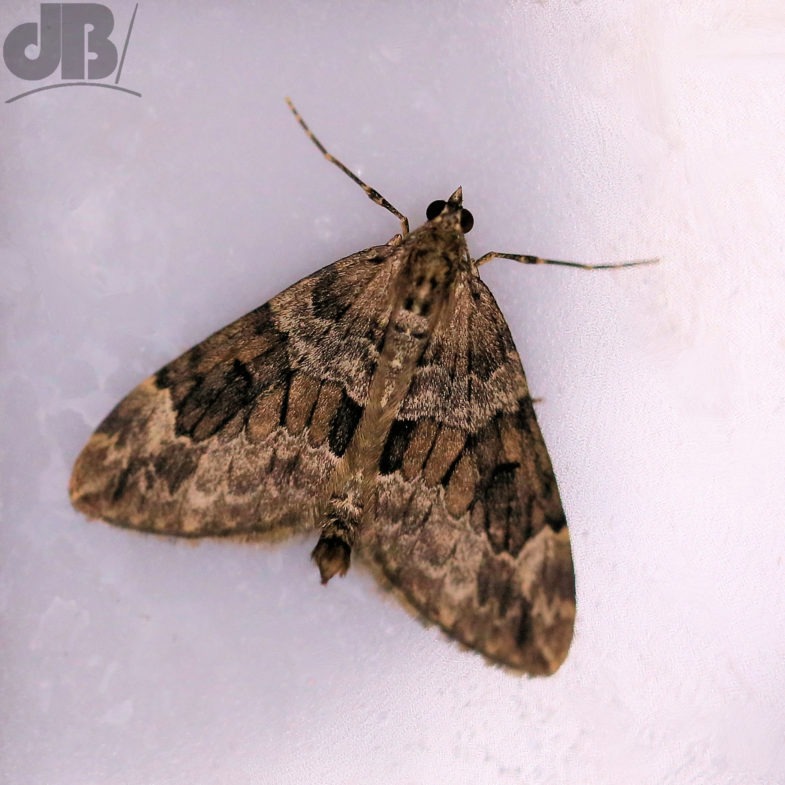 Spruce Carpet (<em>Thera britannica</em>)
