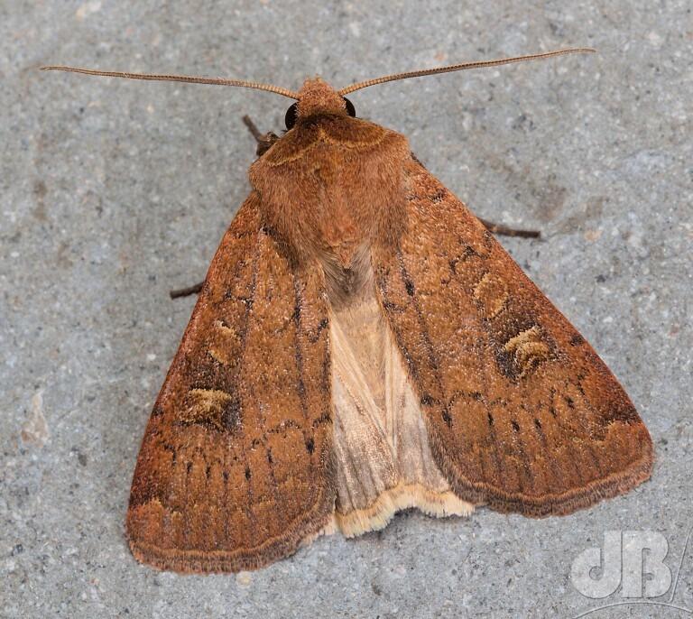 Square-spot Rustic (<em>Xestia xanthographa</em>)