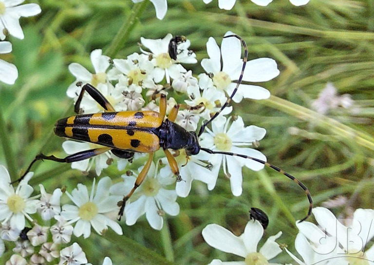 Spotted Longhorn Beetle (<em>Strangalia maculata</em>)