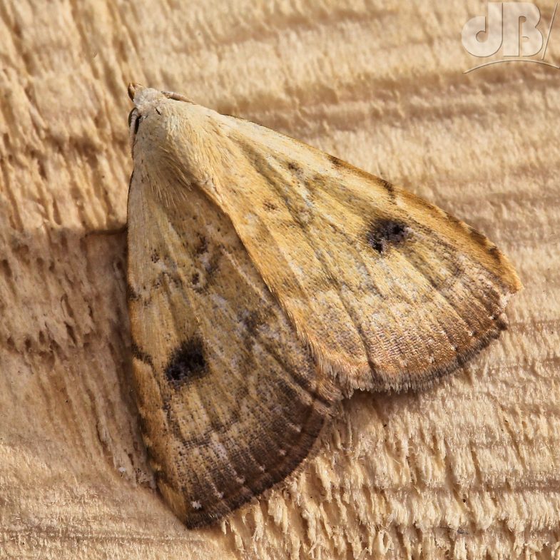 Straw Dot (<em>Rivula sericealis</em>)