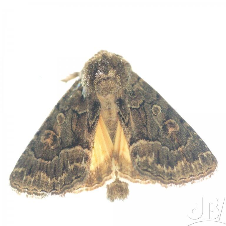 Straw Underwing (<em>Thalpophila matura</em>)