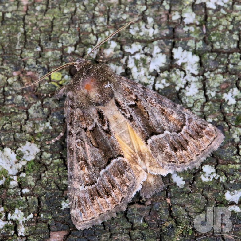 Straw Underwing (<em>Thalpophila matura</em>)