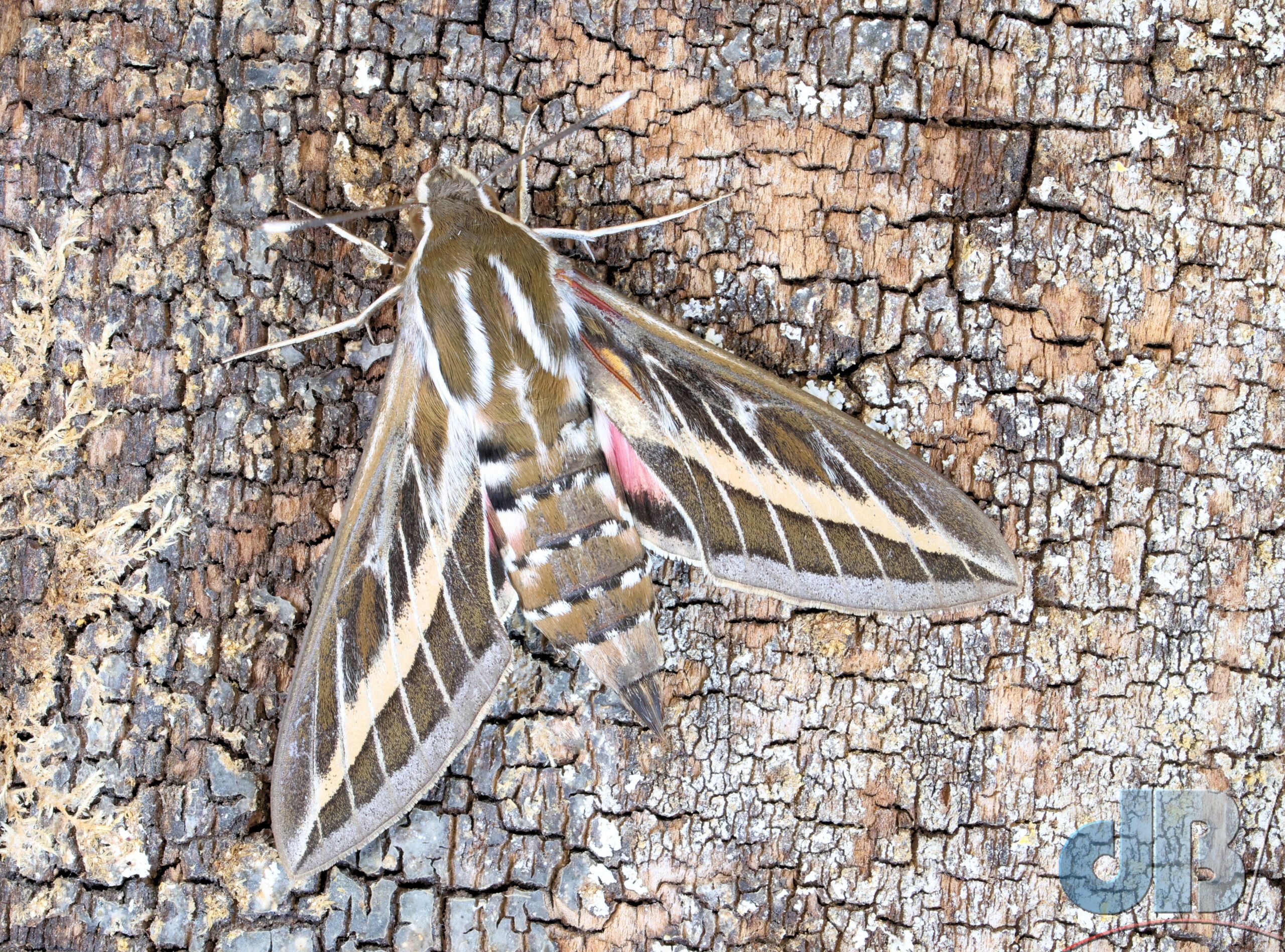Striped Hawk-moth (<em>Hyles livornica</em>)
